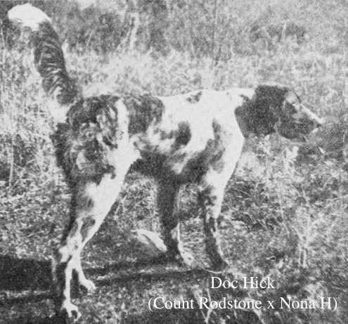 Doc Hick (Count Rodstone x Nona H)