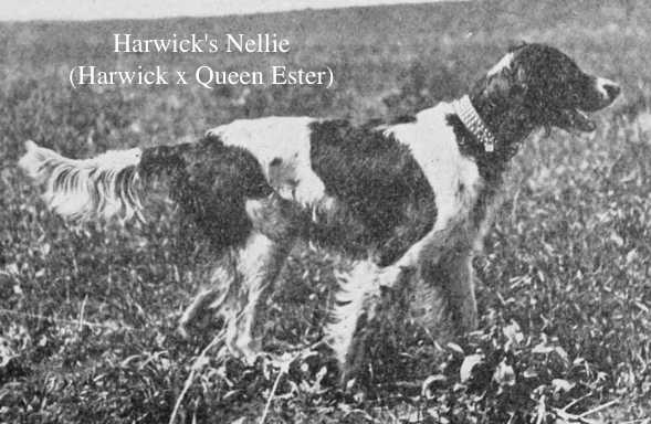 Harwick's Nellie (Harwick x Queen Ester)