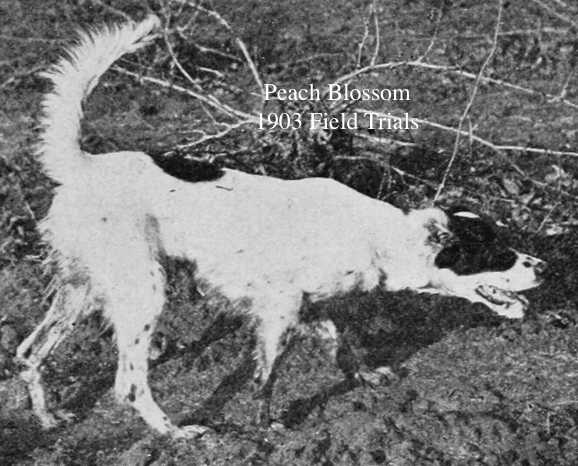 Peach Blossom