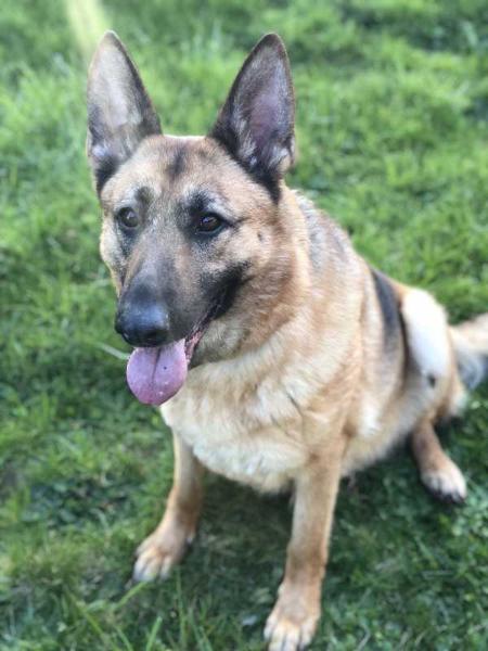 silvertip german shepherd