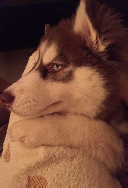 Maya