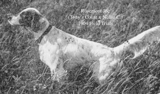 Rosemont Joe (Tony's Count x Nellie C.)