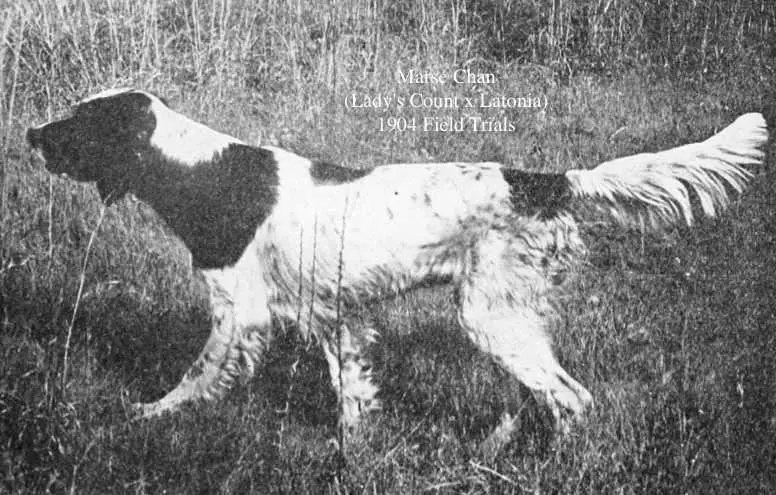 Marse Chan (Lady's Count x Latonia)