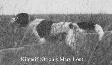 Kilgarif (Orion x Mary Lou)