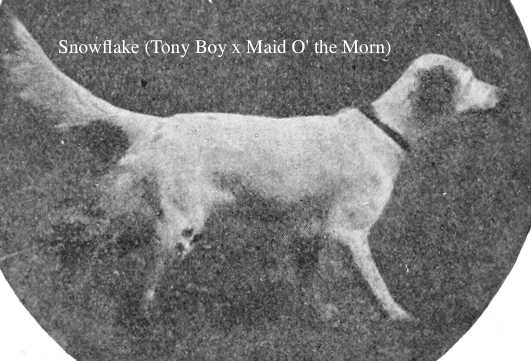Snowflake (Tony Boy x Maid O' the Morn)