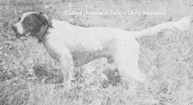Caesar (Rancocas Jack x Dolly Manners)