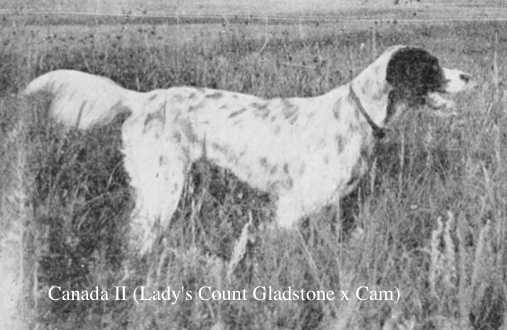 Canada II (Lady's Count Gladstone x Cam)