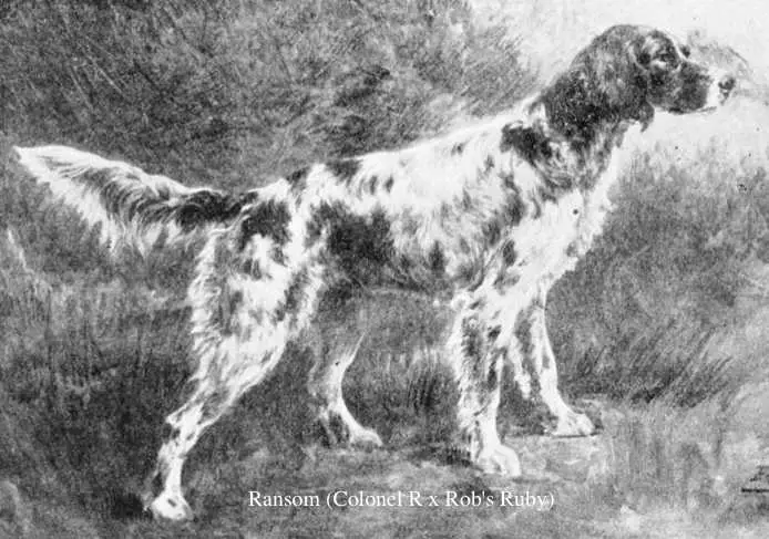Ransom (Colonel R x Rob's Ruby)