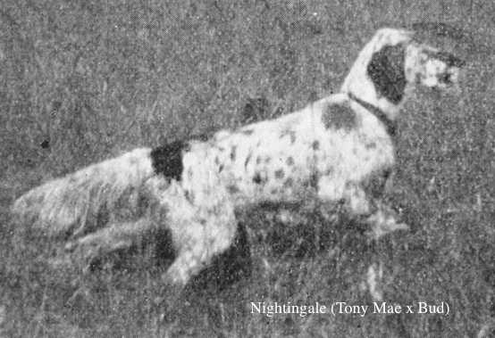 Nightingale (Tony Mae x Bud)