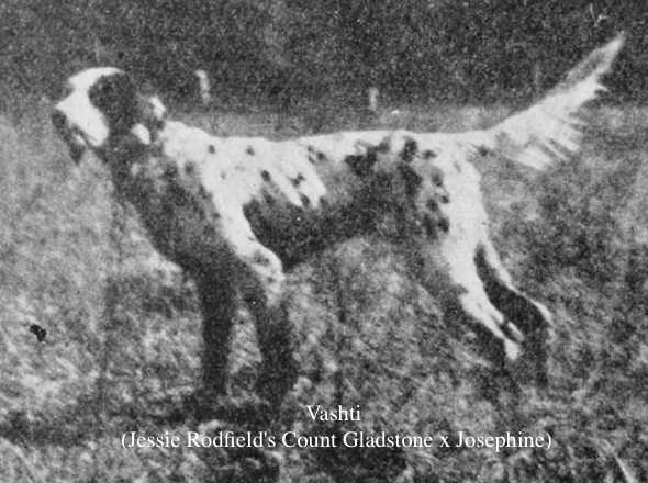 Vashti (Jessie Rodfield's Count Gladstone x Josephine)