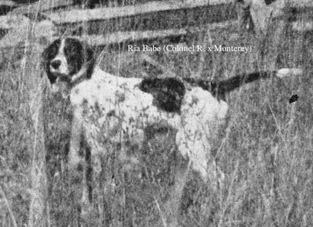 Ria Babe (Colonel R. x Monterey)