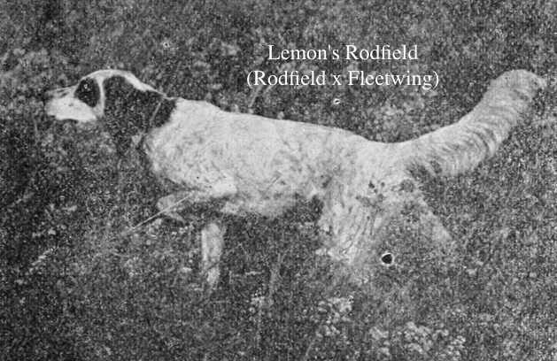 Lemon's Rodfield (Rodfield x Fleetwing)