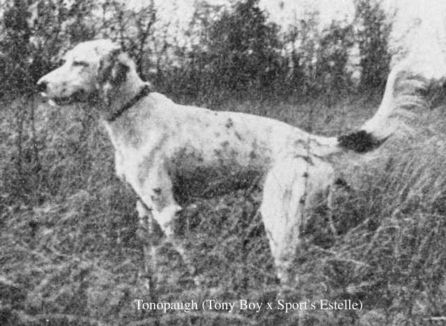 Tonopaugh (Tony Boy x Sport's Estelle)