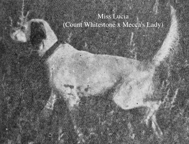 Miss Lucia (Count Whitestone x Mecca's Lady)