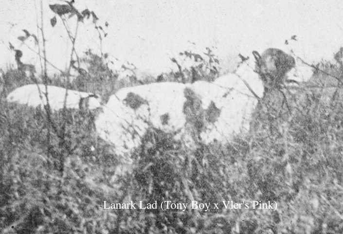 Lanark Lad (Tony Boy x Vler's Pink)