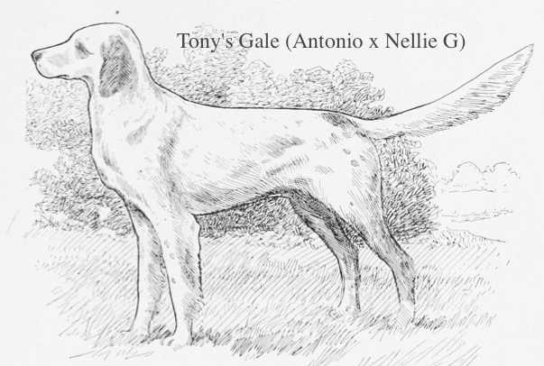 Tony's Gale (Antonio x Nellie G)