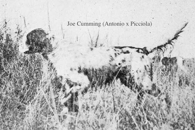 Joe Cumming (Antonio x Picciola)