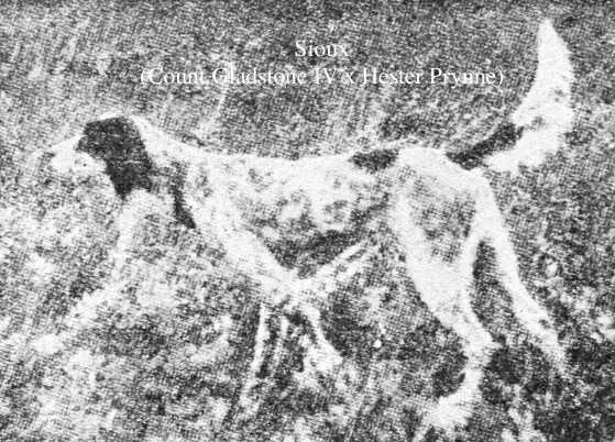 Sioux (Count Gladstone IV x Hester Prynne)