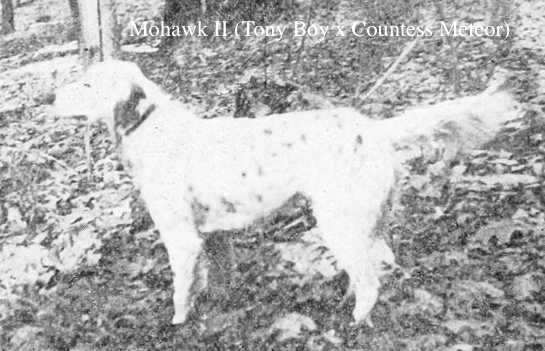 Mohawk II (Tony Boy x Countess Meteor)