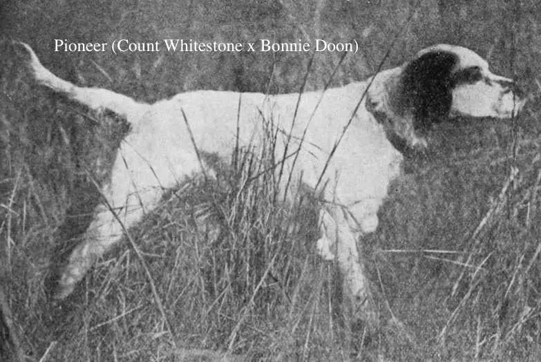 Pioneer (Count Whitestone x Bonnie Doon)