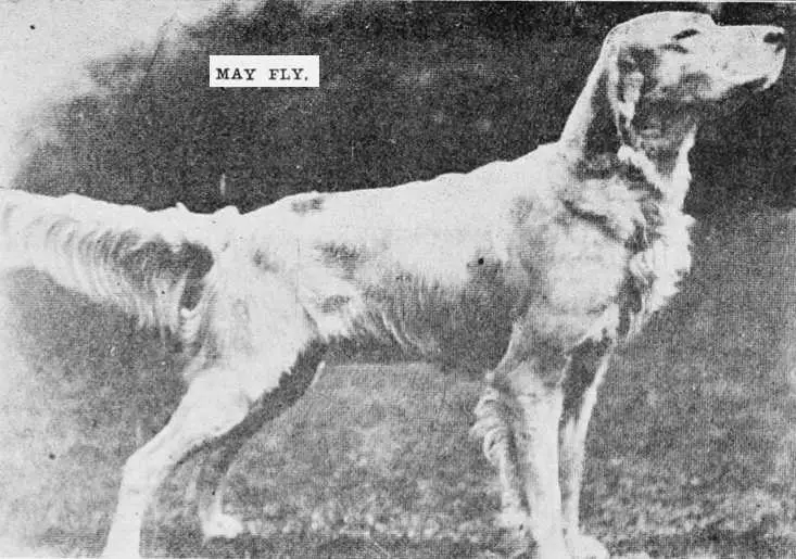 May Fly (G.O. Smith)