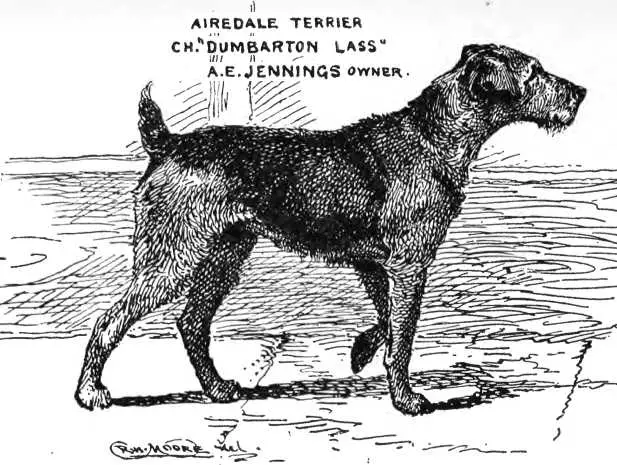 Dumbarton Lass (A.E. Jenning's)