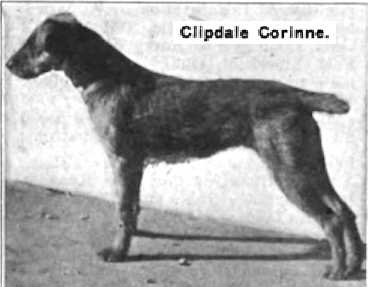 Clipdale Corinne