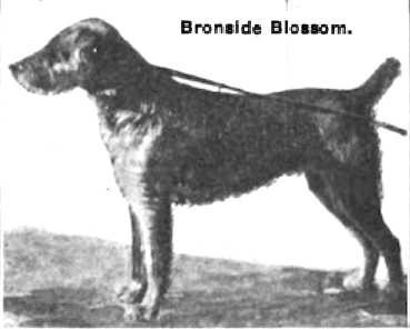 Bronside Blossom