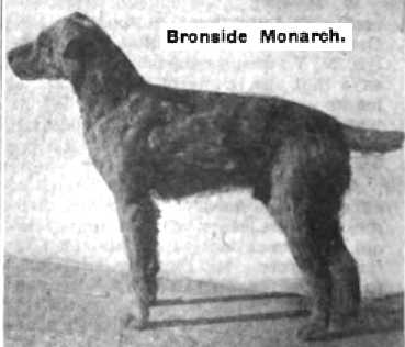 Bronside Monarch