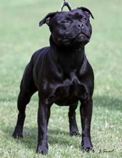 lackyle staffordshire bull terriers