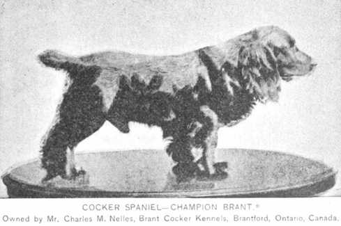 Brant (1885) AKC 005856 [Mr. Charles M Nelles]