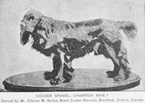 Mike (1884) AKC 007321 (Ch Frank x Nellie)