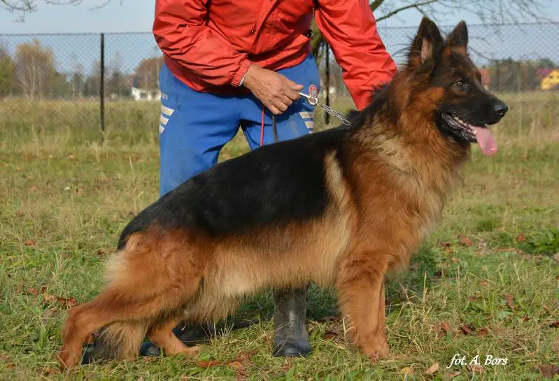 Polish german hot sale shepherd