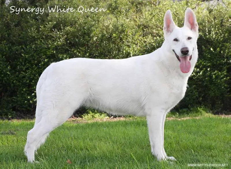 pedigree database white shepherd
