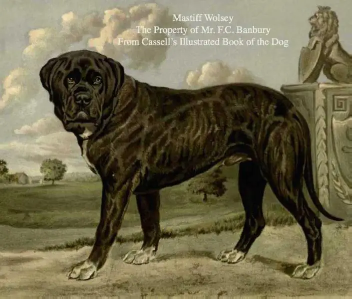 Wolsey [Mr F.C. Banbury's]