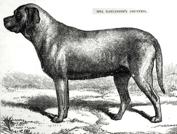 Countess [Mrs Rawlinson's]