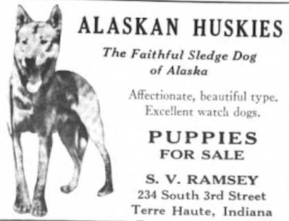 Alaskan Huskies in 1922