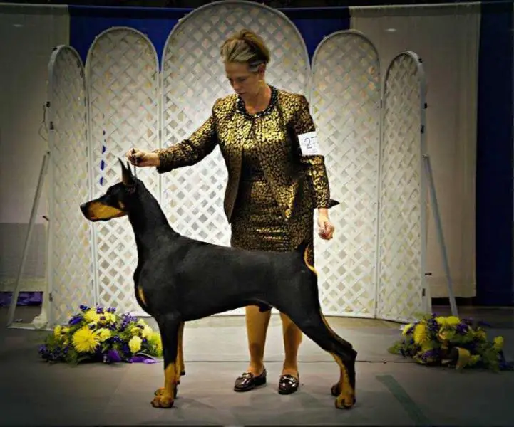 protocol dobermans