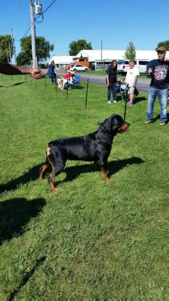 darkstarr rottweilers