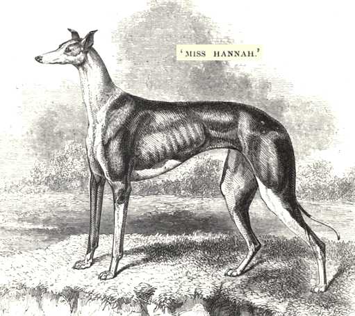 Miss Hannah (1851)