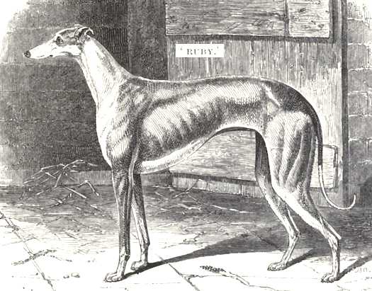 Ruby (1842) [Mr Randell's]