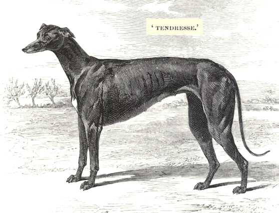 Tendresse (1850) [Mr Bagge's]