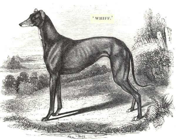 Whiff (1849) [Captain Wyndham's]