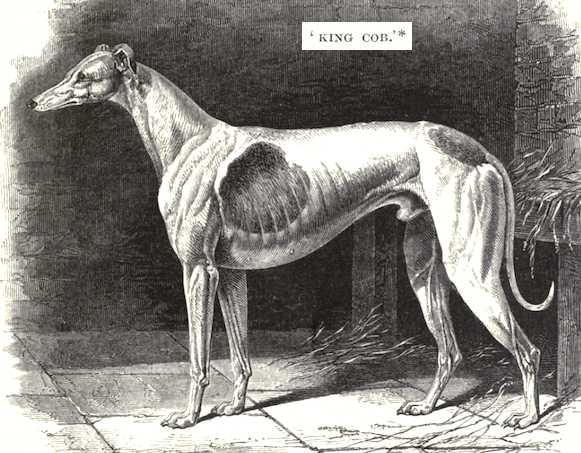 King Cob (1838) [Captain Dantree's]