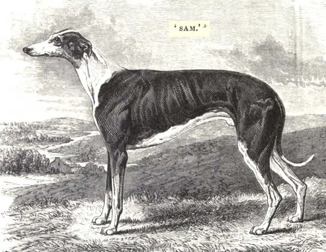 Sam (1847) [Mr Gibson's]