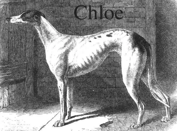 Chloe [Mr TT Lister's]
