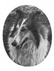 Grimsby Sample Whipple
