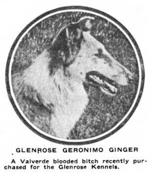 Glenrose Geronimo Ginger