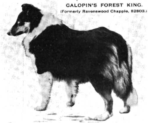 Galopin's Forest King (Ravenswood Chappie 082803)