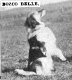Bosco Belle